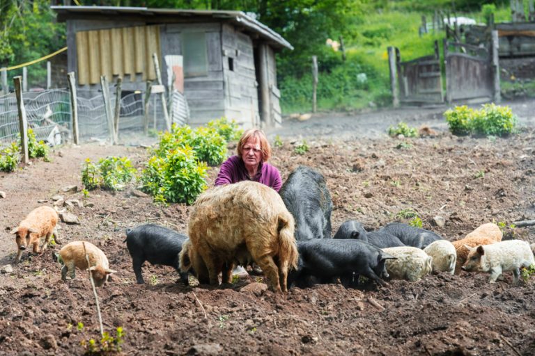 Cyril Berry et ses cochons